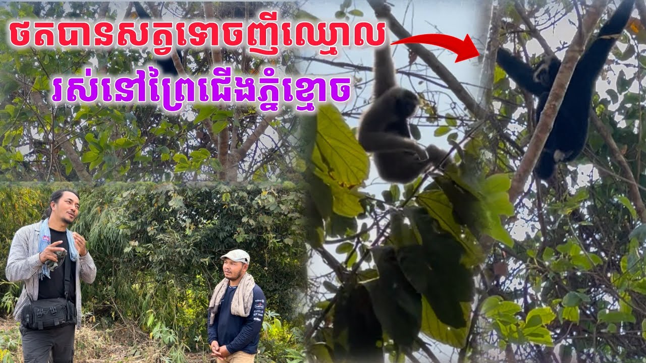 សត្វទោចញីឈ្មោលដ៏កំសត់រស់នៅក្នងព្រៃជើងភ្នំខ្មោច