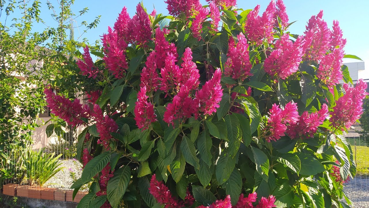 Lindo Arbusto com Grandes Flores Vermelhas