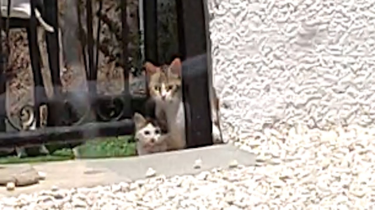 Couple has sweetest response when starving cat asks for help