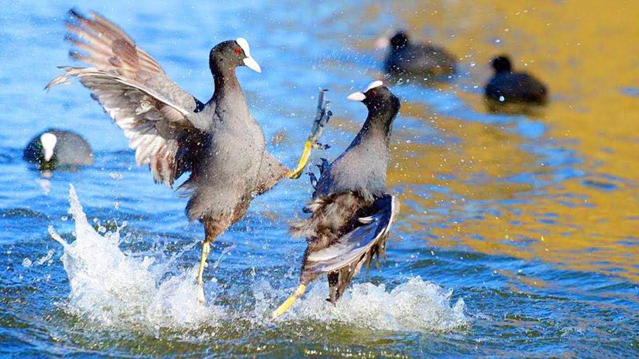 Coot Bird Song Bird Call | পাখির ডাক দিয়ে পাখি শিকার