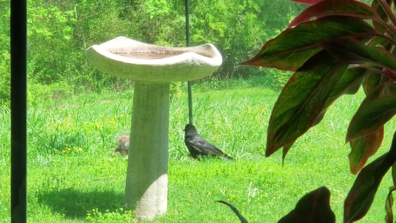 Crow and Squirrel