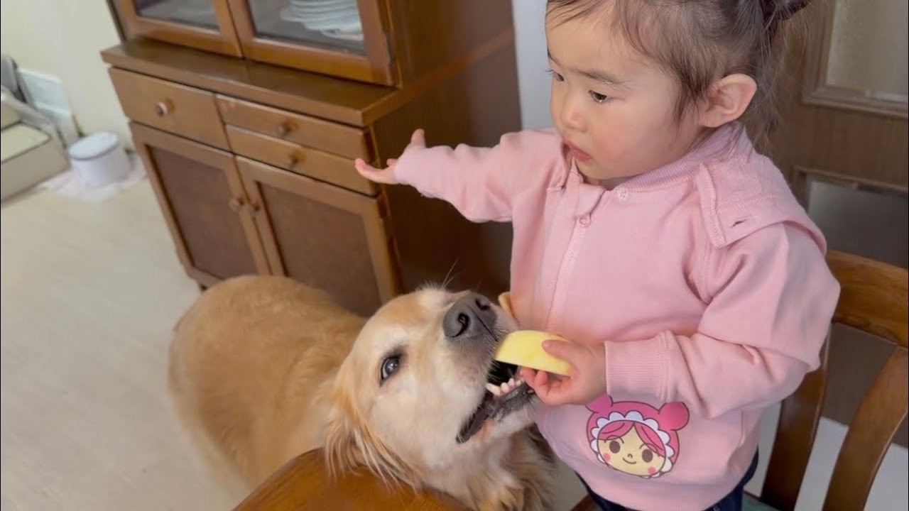 思いもよらぬ形で1歳児を泣かせてしまった豆柴とゴールデンレトリバー