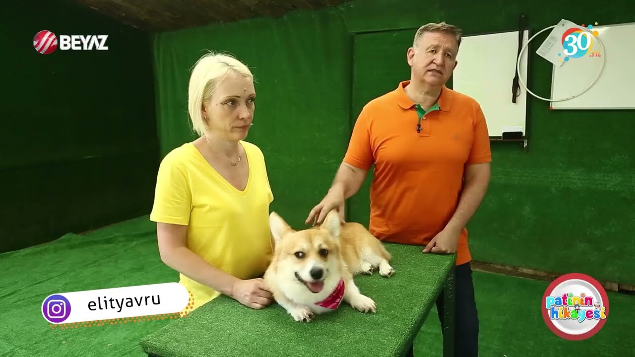 Pembroke Welsh Corgi Karakteri, Eğitilebilirlik Durumu, Yaşam Koşulları,  Bakımı