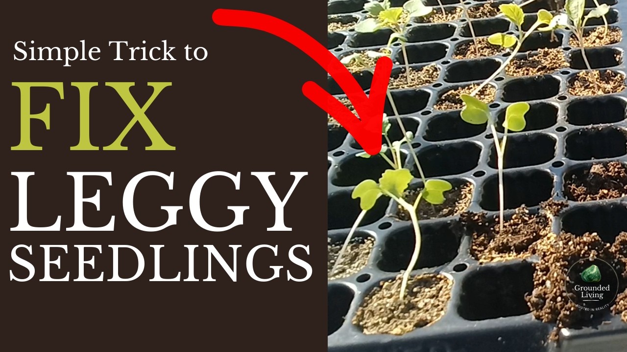 How to Fix Leggy Seedlings and Grow Strong, Stocky Plants