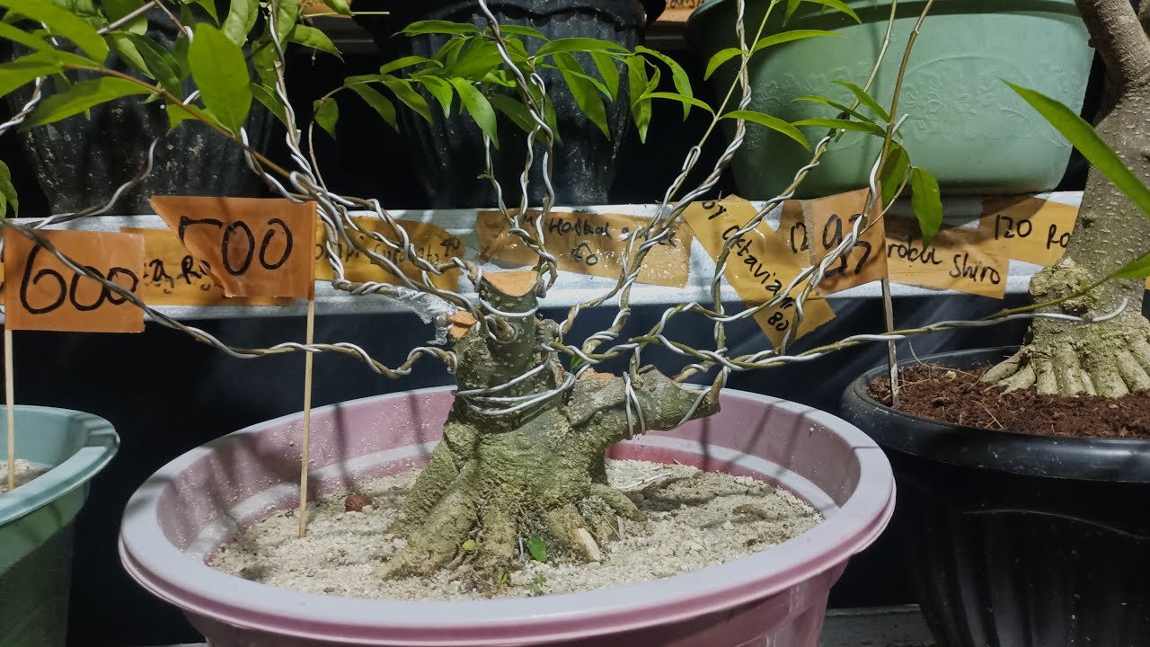 BAHAN BONSAI ANTING PUTRI HEBATE POLL....