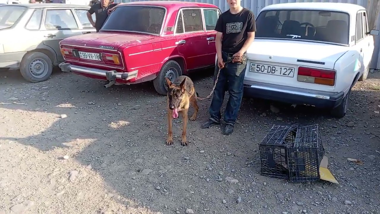 Gəncə it bazarı 27.07.2025 0505717157