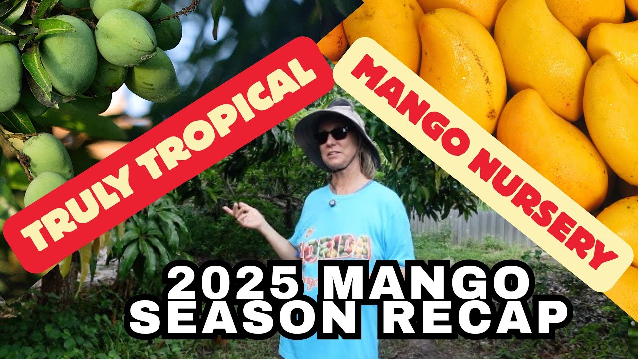 Сезон манго 2025 года в питомнике Truly Tropical Nursery | Новости о манговых изгородях + Лучшие ...