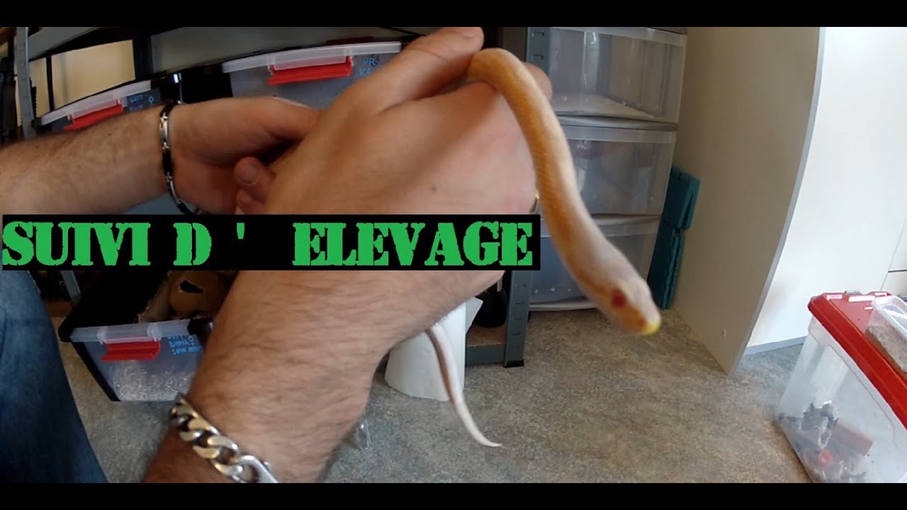 Suvi d ' élevage / Un nouveau reptile / Panthérophis Guttatus / Python Royal / Geckos Leopards