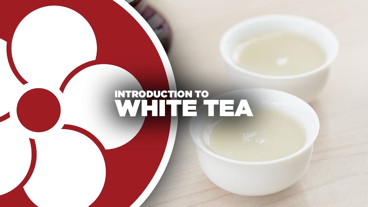 Intro to White Tea