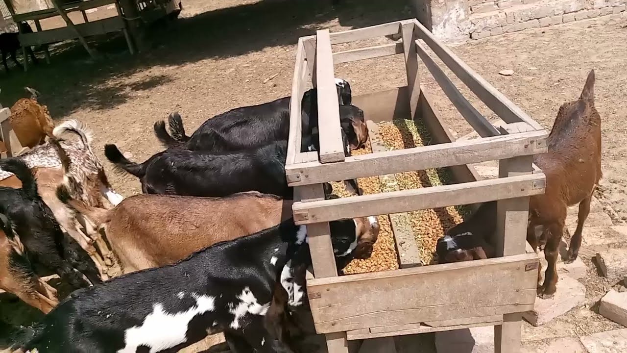Goat Farming In Pakistan Vehari Goat Farm Goat Farming Business Goat Farming In India