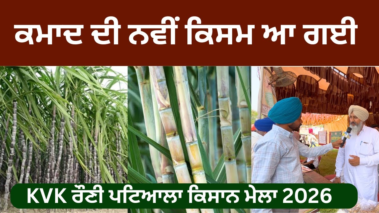 ਕਮਾਦ ਦੀ ਨਵੀਂ ਕਿਸਮ ਆ ਗਈ, ਰੌਣੀ ਮੇਲੇ ਤੇ ਲੱਗੀ ਸਟਾਲ #punjabi punjabi #rauni #mela #kamad #jaggery #ganna