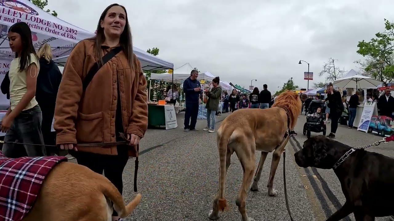 Cash 2.0 Great Dane Lion King at the Simi Valley Spring Street Fair 2025 (1 of 2)