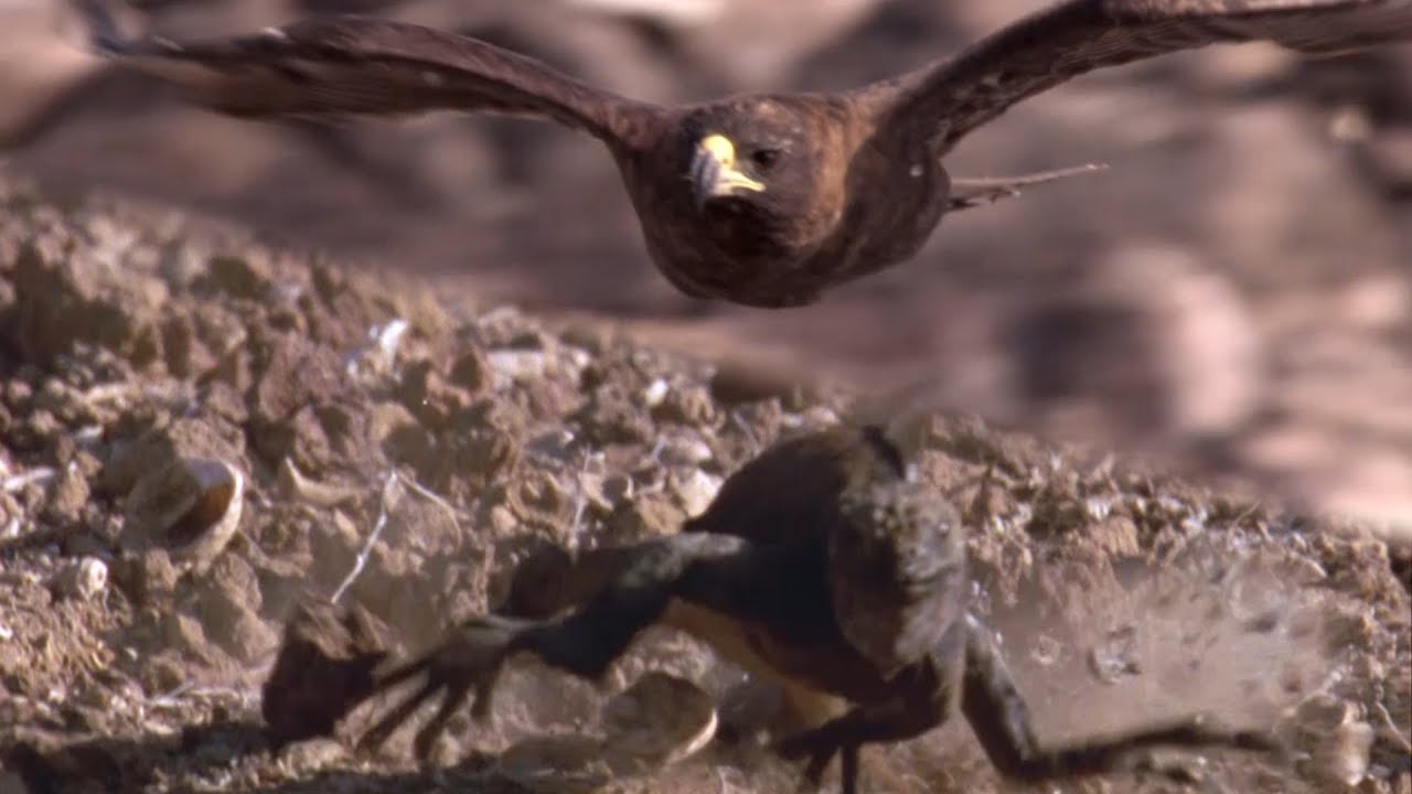 Hawk Hunts Iguanas for Her Young | BBC Earth