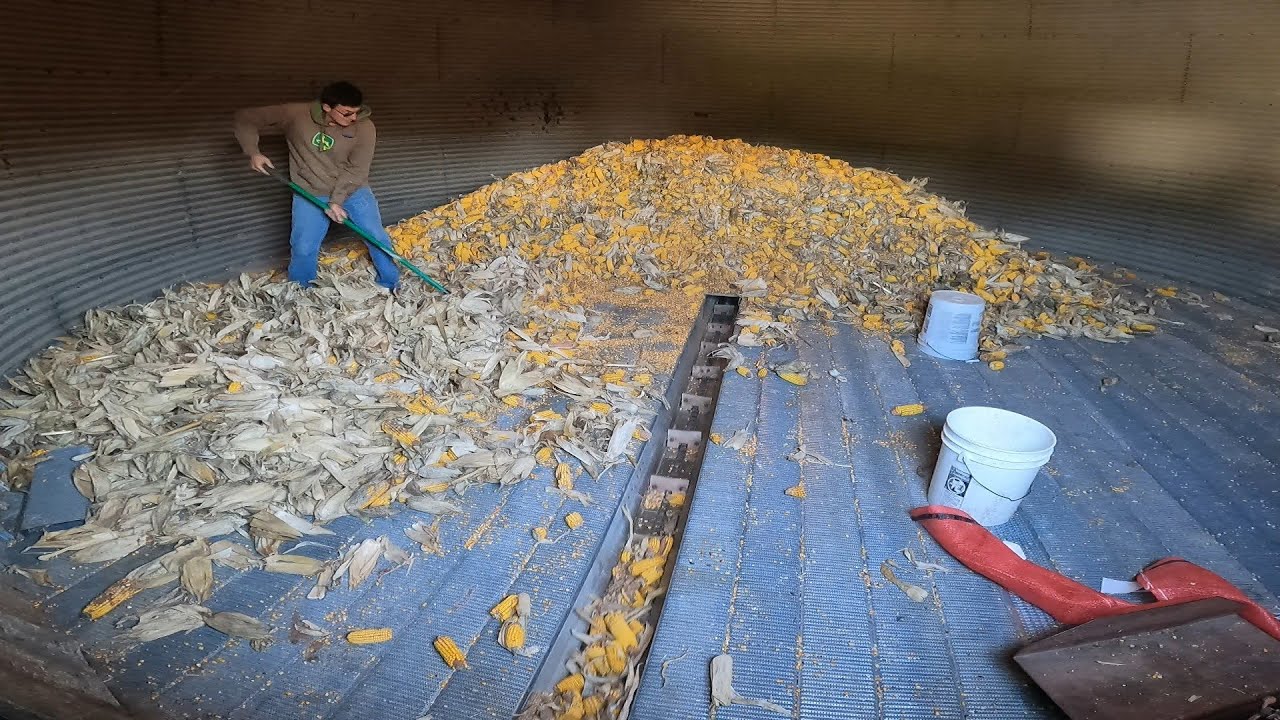 Grinding Ear Corn out of the New Crib