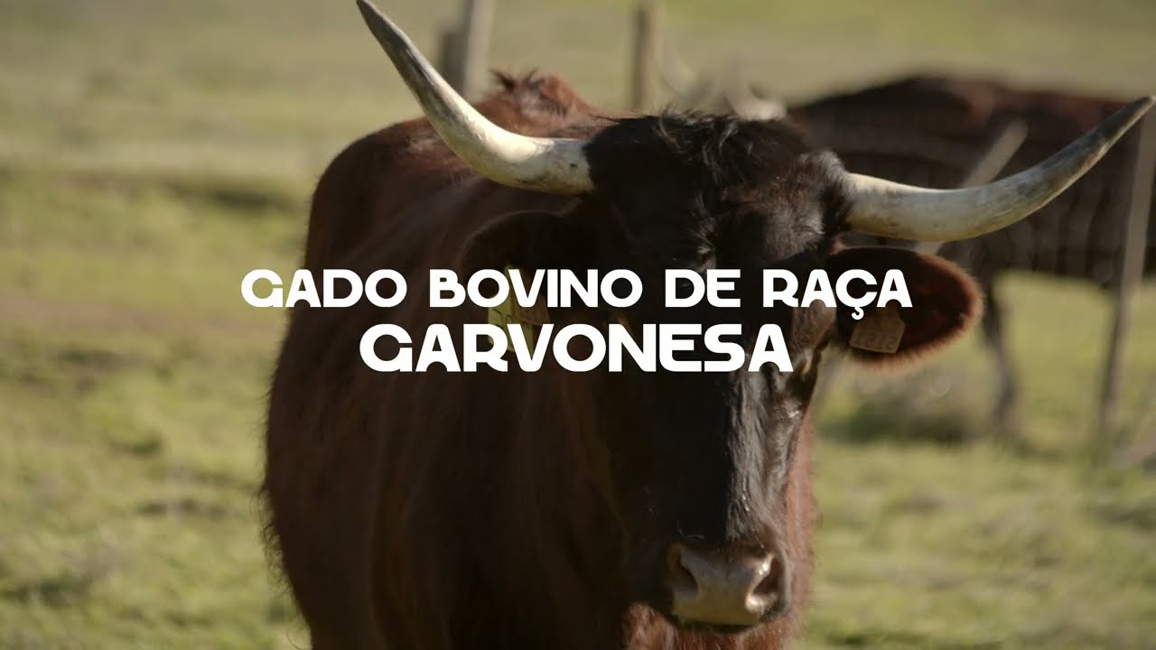 Vaca de Raça Garvonesa - Do Montado do Baixo Alentejo ao Mundo, PORTUGAL