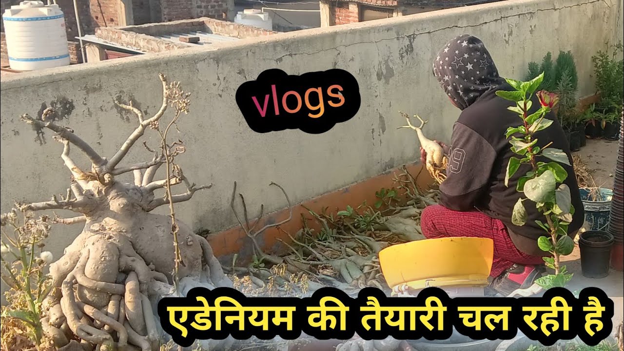 मैंने कुछ एडेनियम को पॉट से बाहर निकाल दिया है||