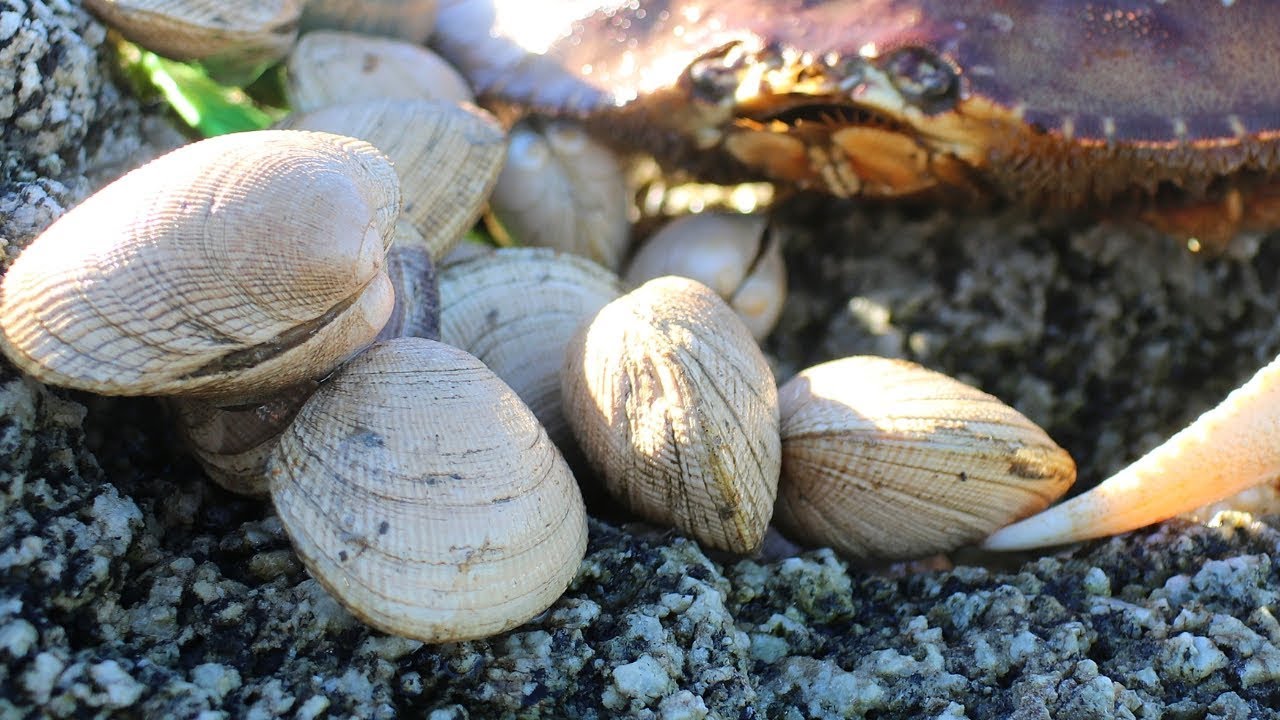 Catch and Cook Littleneck (Steamer) Clams: Easy Peasy Clam LINGUINE
