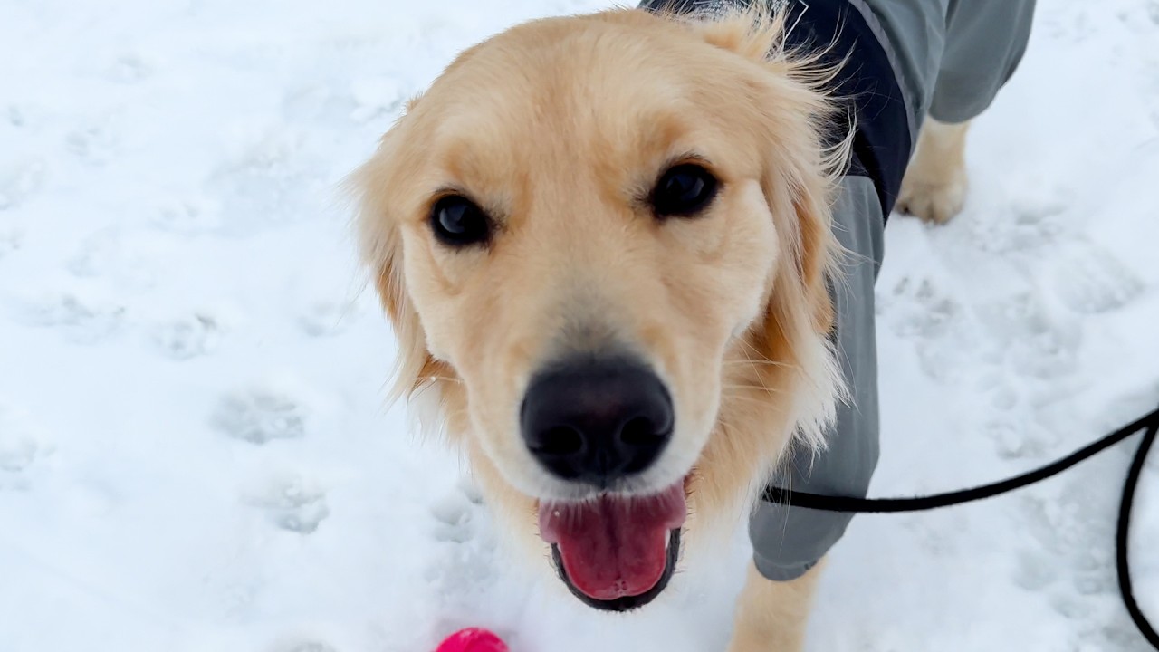 「天才かも…」ボール遊び中に奇跡を起こしたゴールデンレトリバー。パパママの褒め殺しが止まらない！