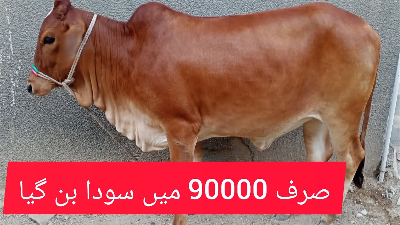 Malir Mandi Ma Soda Bangaya| Malir Mangal Mandi | #malirmandi #mandi #malircattlemandi #mandiupdate
