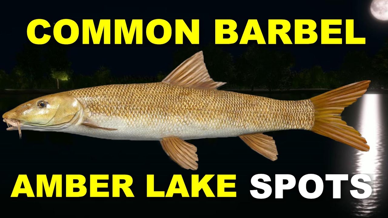Russian Fishing 4 COMMON BARBEL SPOTS Amber Lake
