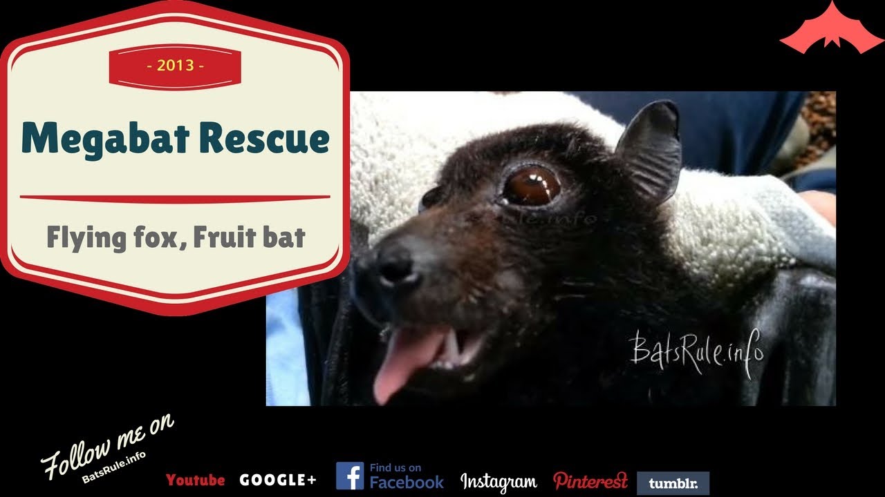 Bat rescue, barbed wire, Megabat, Flying fox, Fruit bat