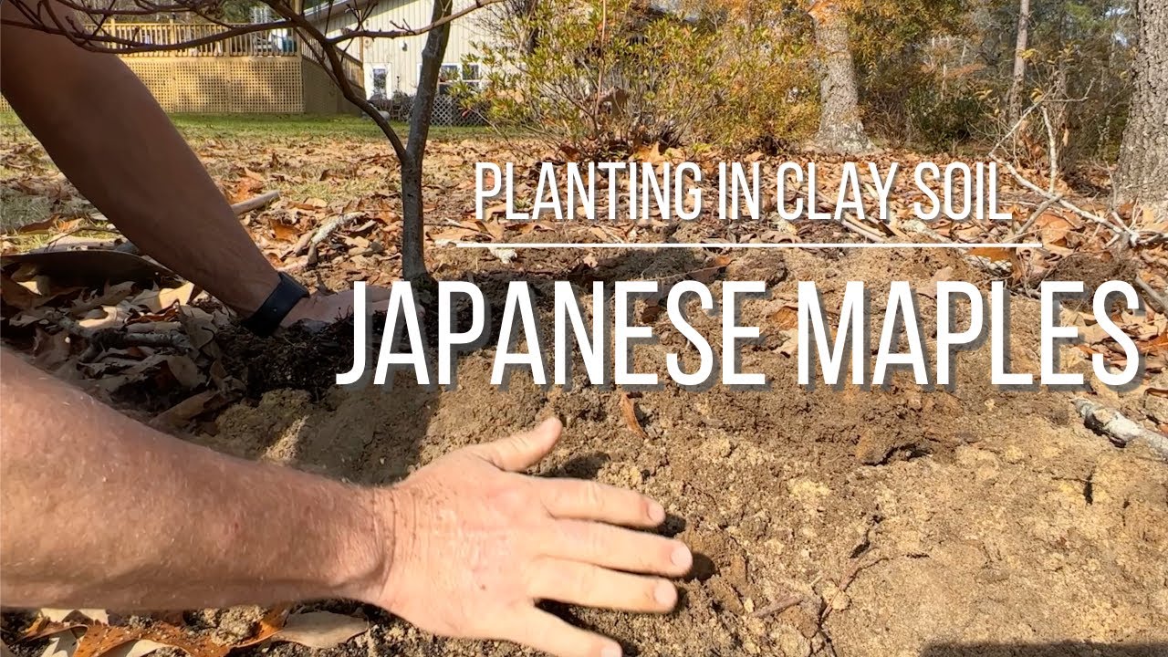 Planting a Japanese Maple Tree in Clay Soil 🍁#japanesemaple
