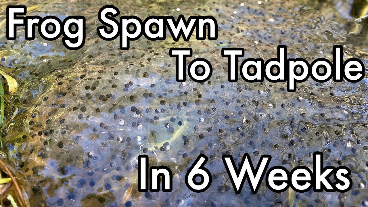 Frog Spawn to Tadpole in 6 Weeks | Common Frog (Rana temporaria)