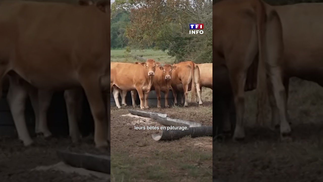 😮 Que se passe-t-il en Loire-Atlantique ? Des milliers d'oiseaux retrouv&eacute;s m*rts ｜TF1 INFO