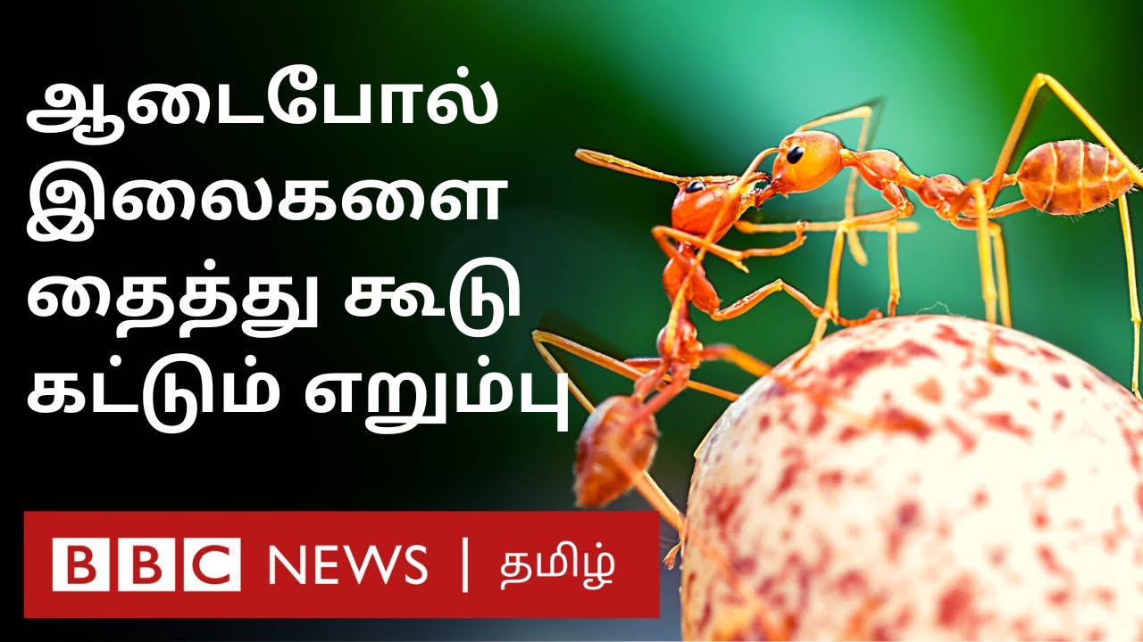 Weaver Ants: இந்த எறும்புகள் நம் உணவு உற்பத்திக்கு எப்படி உதவுகின்றன தெரியுமா?