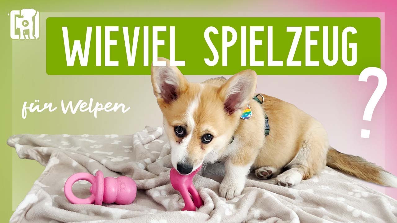 Wieviel Spielzeug braucht ein Welpe? Tipps zu Anzahl, Art & Verwahrung