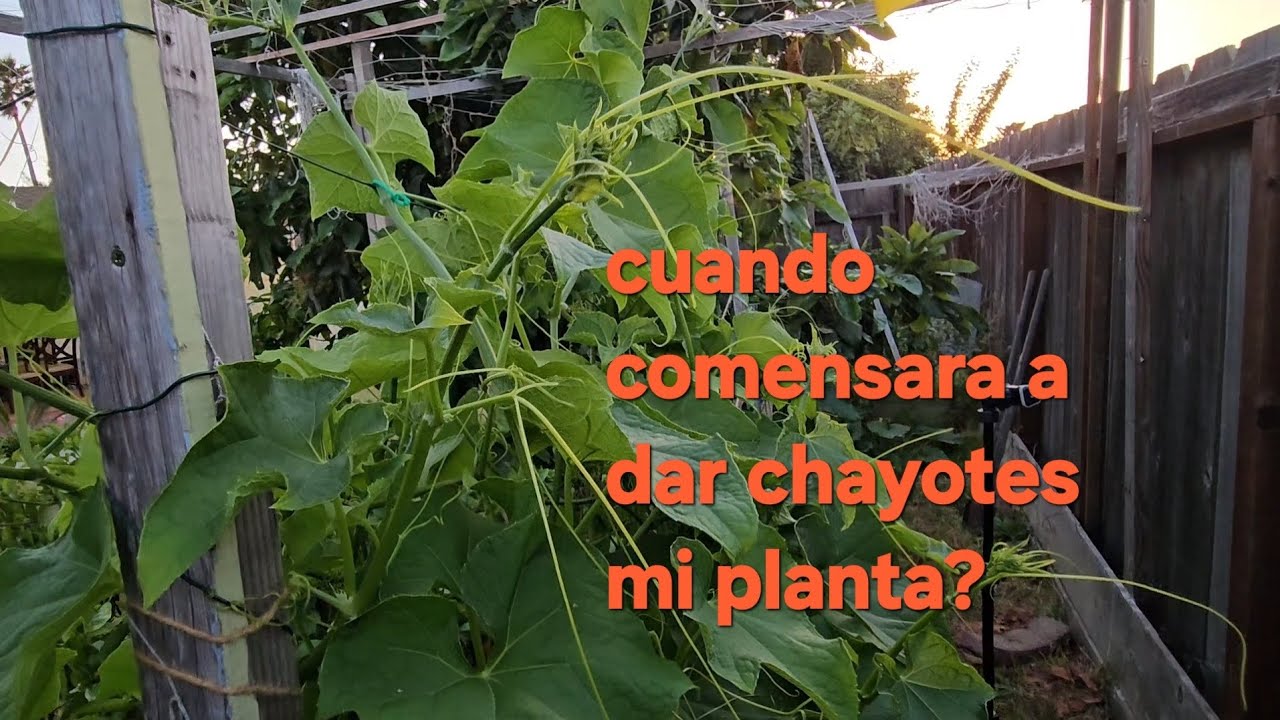 Planta de chayote cuando enpesara a dar frutos? #chayotes #jardin #huerto #viralvideo #trending