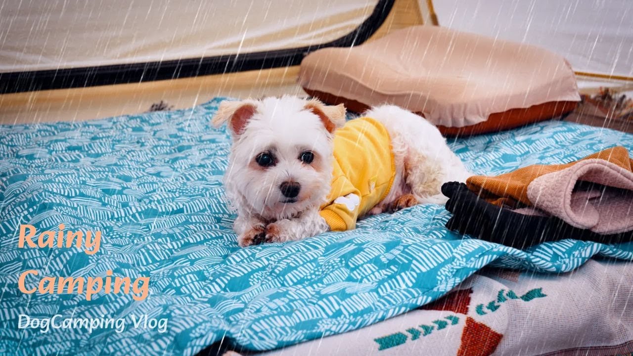 🌧️A quiet day with my dog ​​in the rainy forest🐾 . Rain sound ASMR