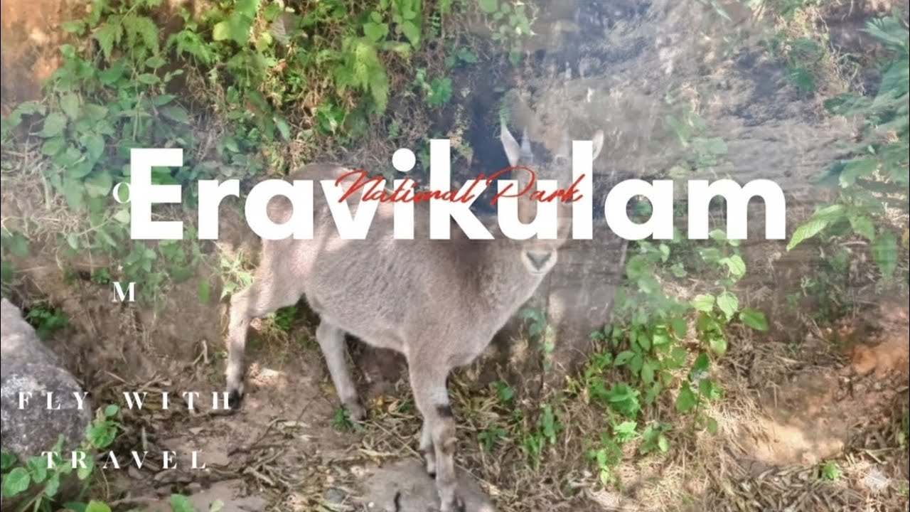 Why You SHOULD NOT Ride Solo to Munnar (Wait till the end!) #royalenfieldhimalayan450.