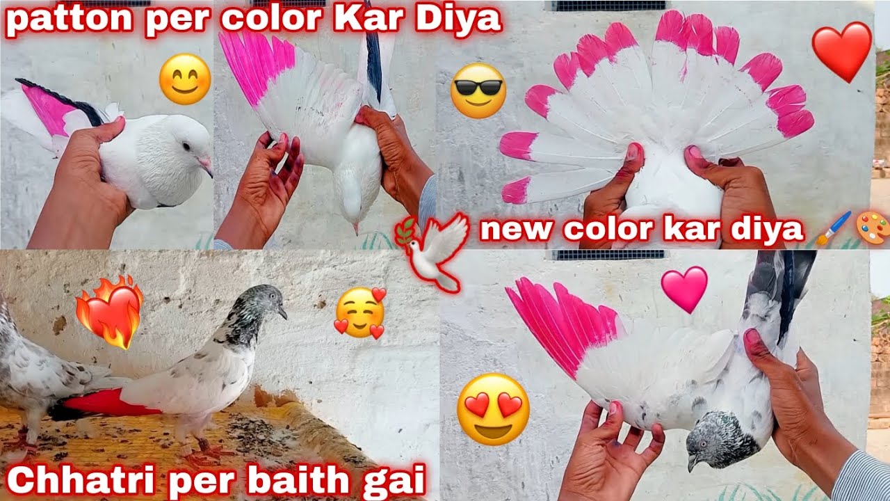 Sare patton ko Color Laga Diya 🖌️//Please support 🕊️😍👀