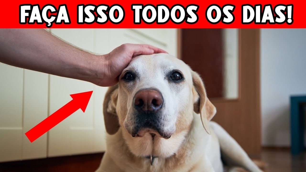 9 Coisas que você RARAMENTE faz pelo seu cachorro (Mas deveria fazer TODOS os dias)
