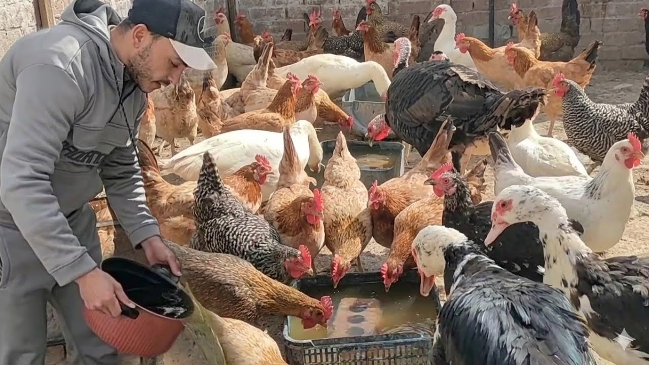 لو فراخك البلدي كشة السر في المشرب للقضاء على الإسهال نهائياً!هتنظف أمعائهم وتطرد الديدان في ثواني.