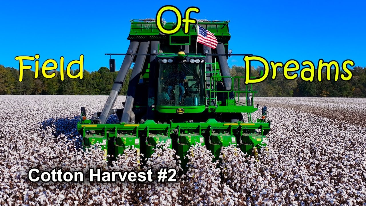 Field Of Dreams!!! Cotton Harvest #2: (10/18/23)