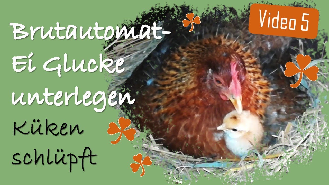 Hühner 5 🥚🐔 Glucke angebrütetes Ei aus Brutautomat unterlegen (Natur- & Kunstbrut) 🐣 Küken schlüpft