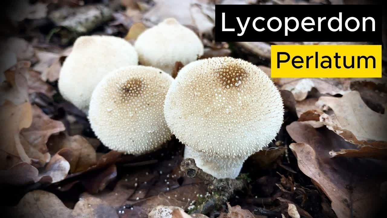 Il fungo che esplode quando lo tocchi 💥