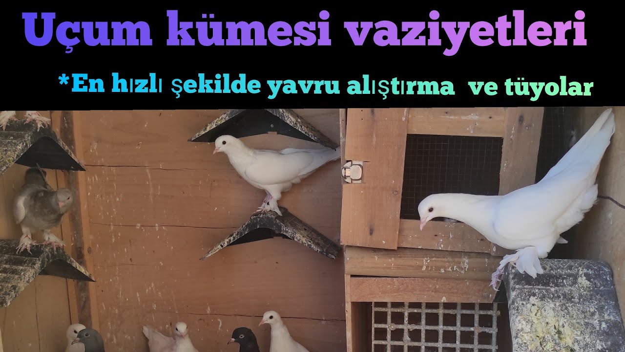 Yavru güvercin alıştırma en hızlı yöntem ve tüyoları