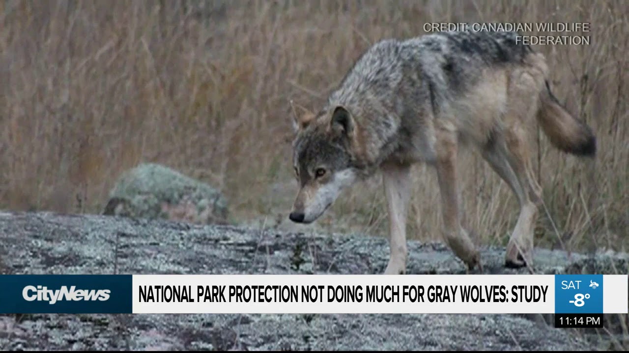 National park protection not doing much for Banff wolves: study