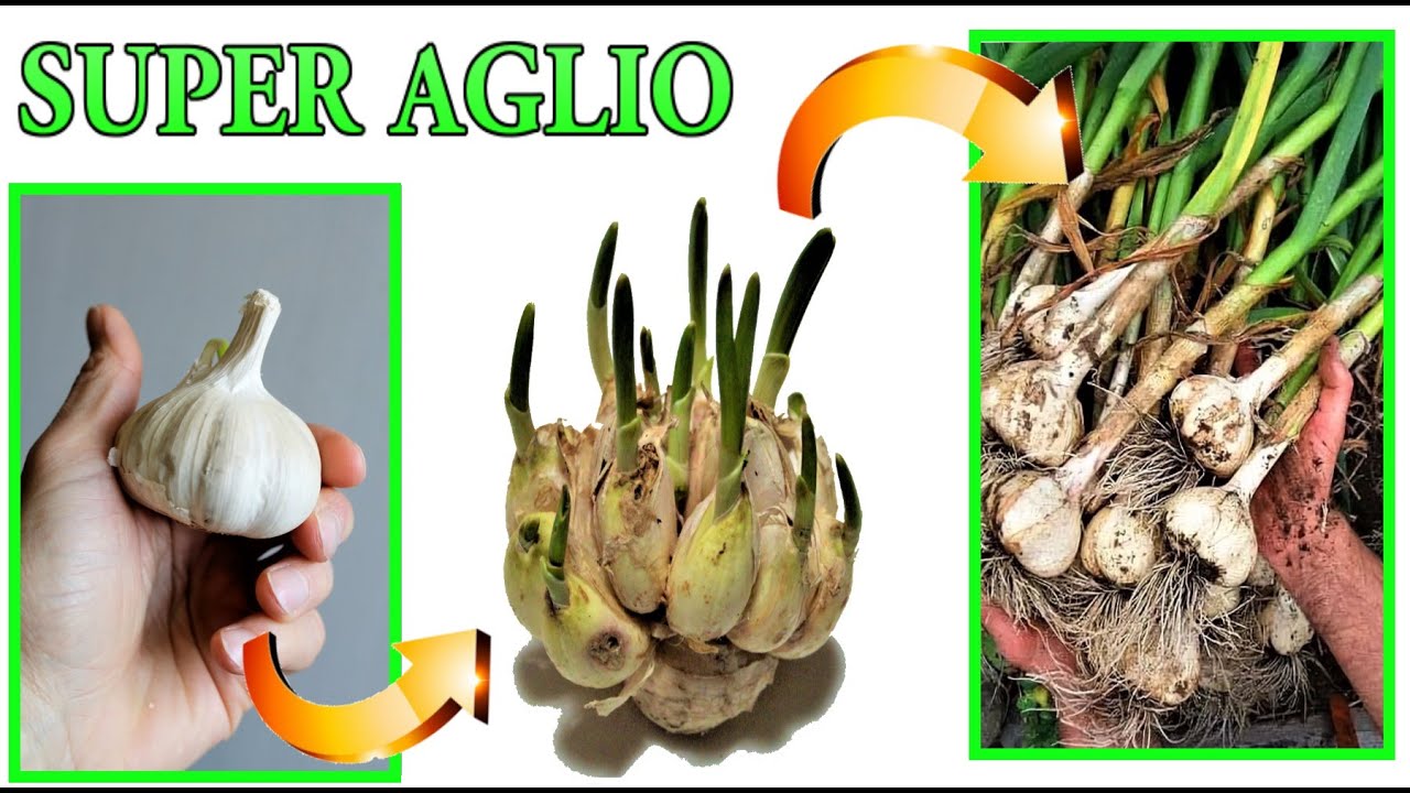 TRUCCO PER FAR NASCERE L' AGLIO IN 7 giorni!!! . garlic cultivation, culture de l'ail cultivo ajo