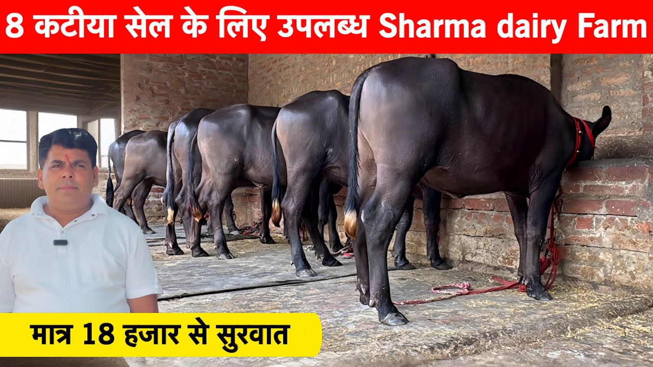 मात्र 18 हजार से सुरवात 8 कटिया बिक्री के लिए उपलब्ध Shrma Daily farm Sishral नया धमाका ✅