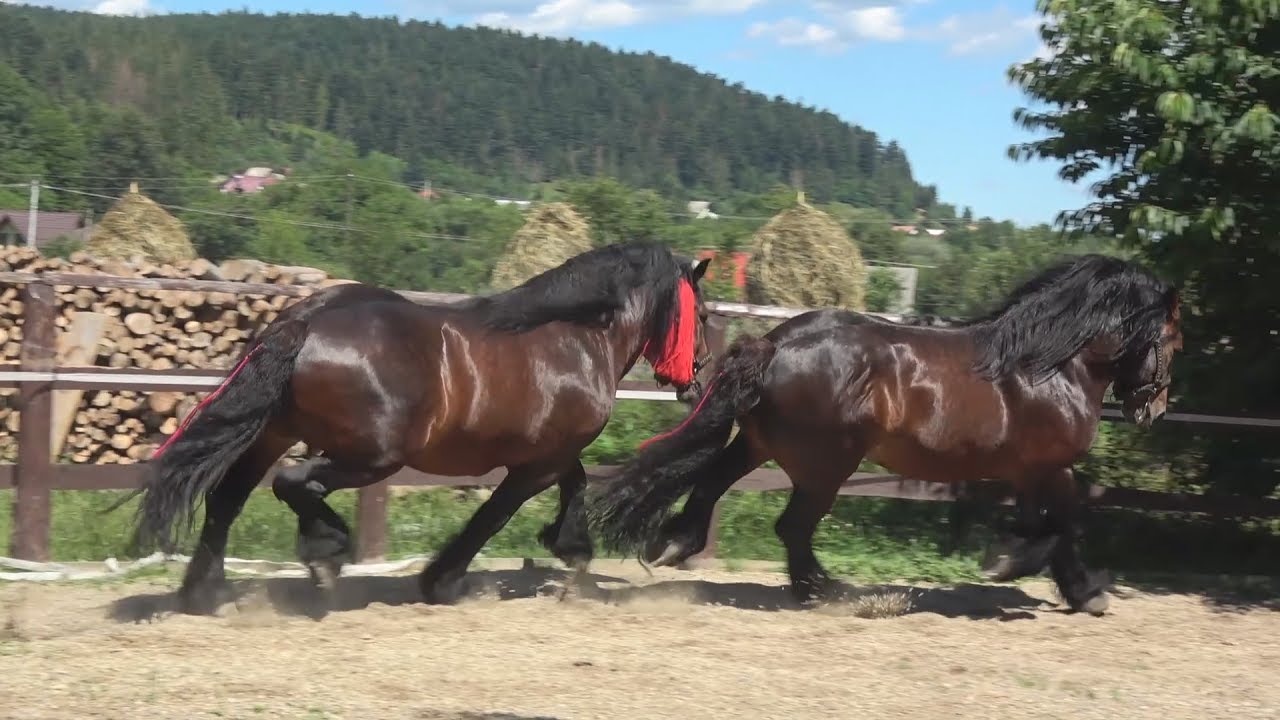 Caii lui Chirila de la Putna, Bucovina 2017