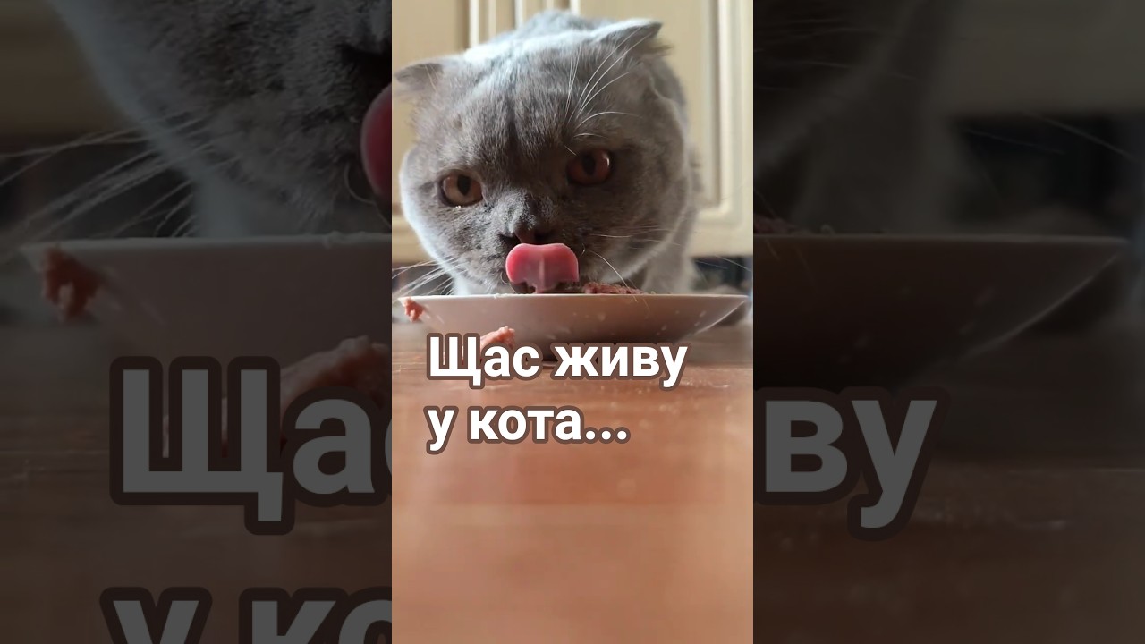 Крепостных видели? #cat #прикольныекоты #видосыоткота #котики #кот