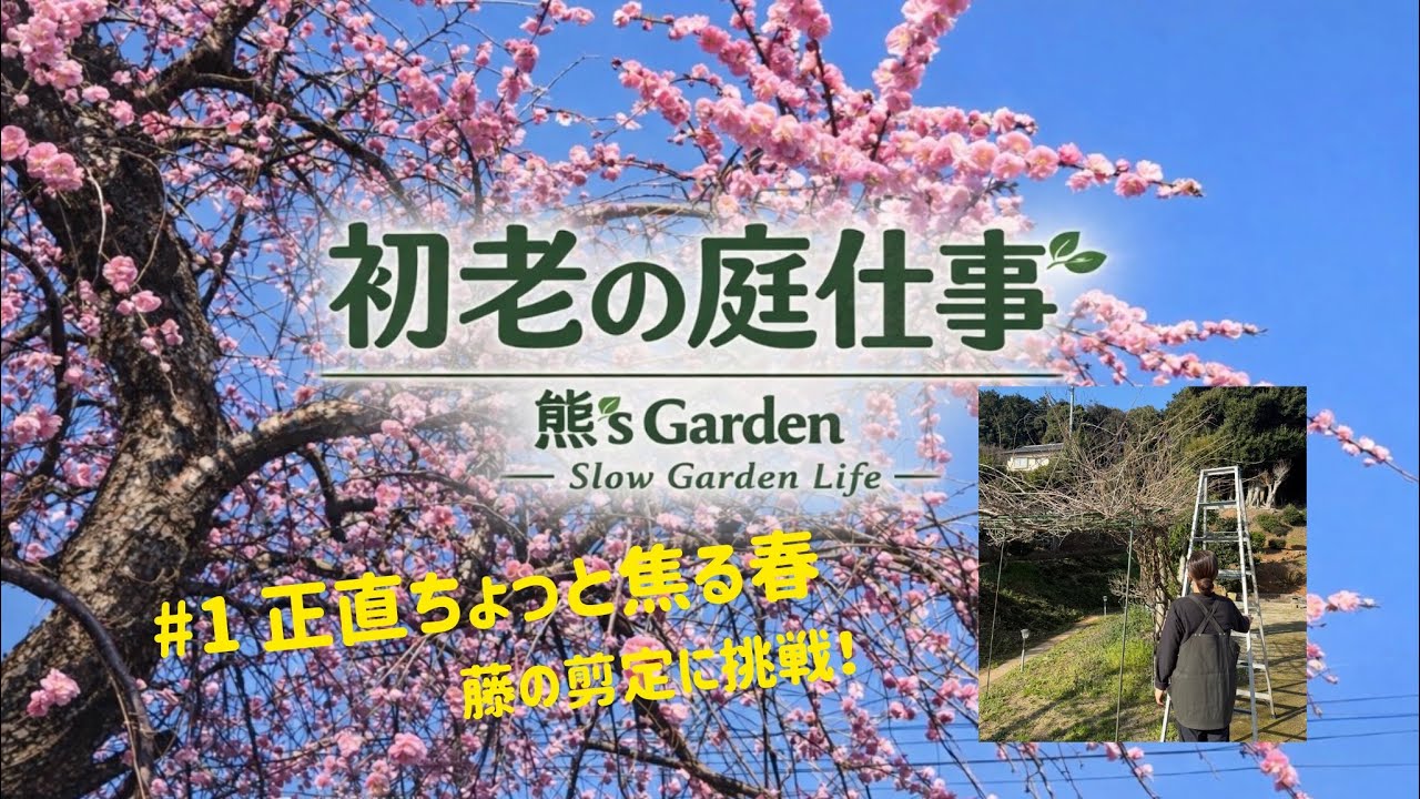 #1【初老の庭仕事】正直ちょっと焦る春。花を咲かせる藤棚の剪定　〜いよいよ始めます🌿〜Home gardening DIY