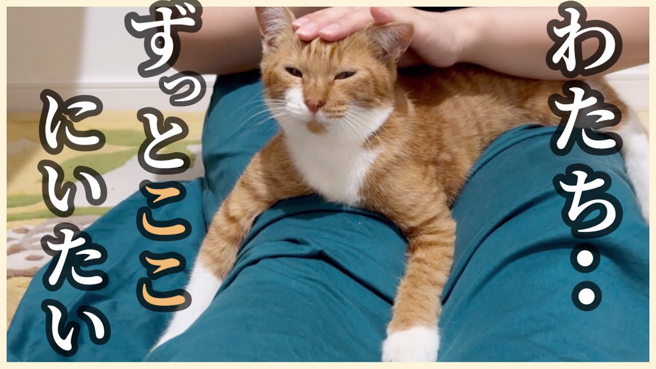野良猫のハナタレ小娘が、お薬飲んでちょっと元気になってきました…