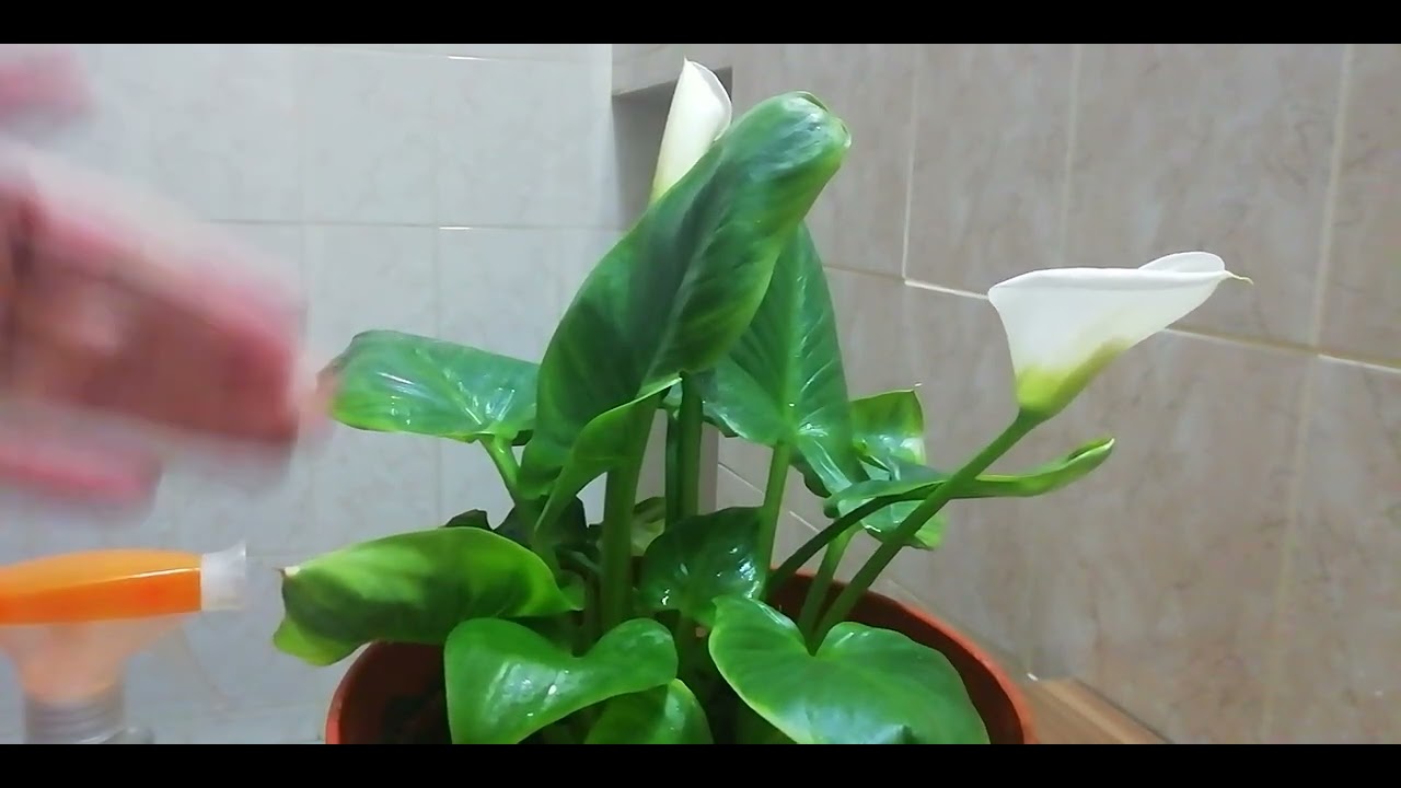 gala çiçeği bakımı nasıl olmalıdır gala nasıl çiçek açar? #keşfet #keşfetteyiz #sukulent #galaçiçeği