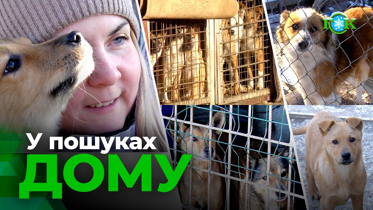 Життя за огорожею: 138 собак у центрі тимчасової перетримки Горішніх Плавнів