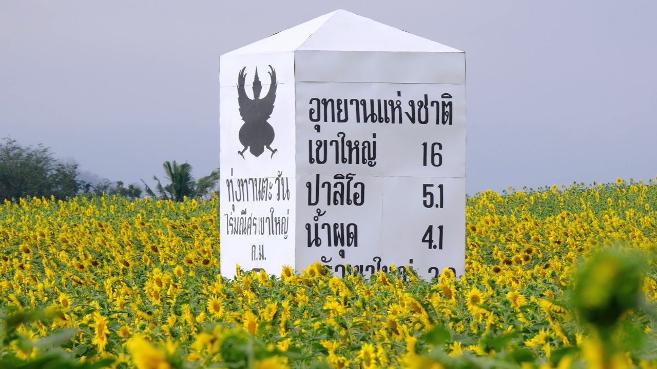 ทุ่งทานตะวัน ไร่มณีศร ต้อนรับปีใหม่ 2561 ( Thailand Sunflower )